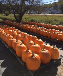 pumpkins for sale at roadside farm