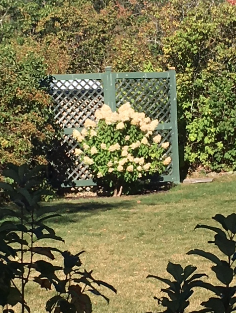 hydrangea shrub with white flowers