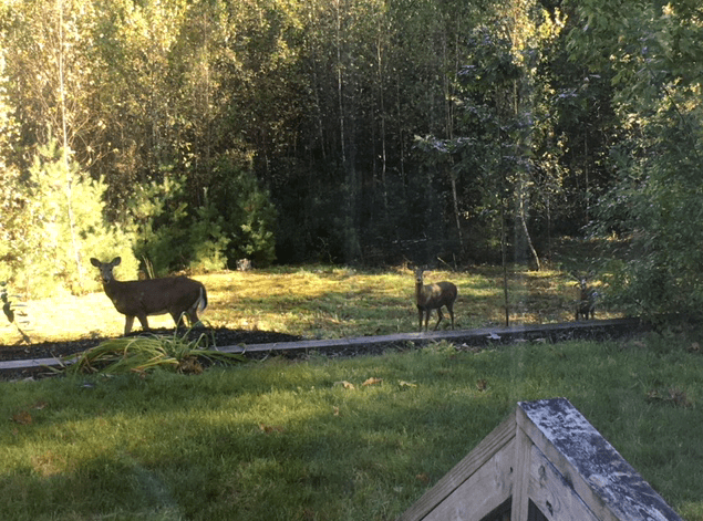 wild deer in front yard Hancock