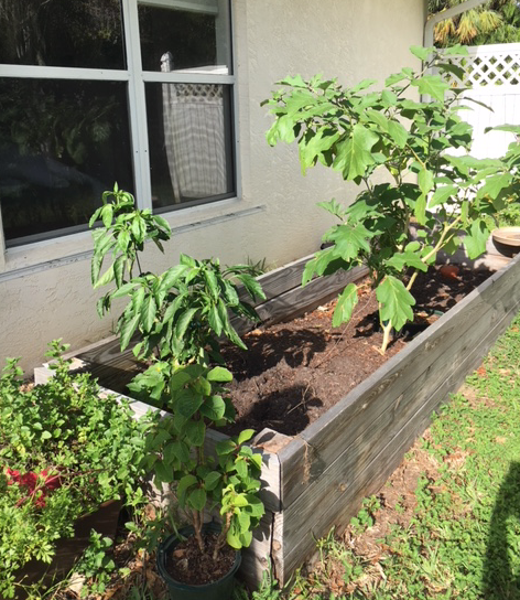 eggplant in raised bed garden