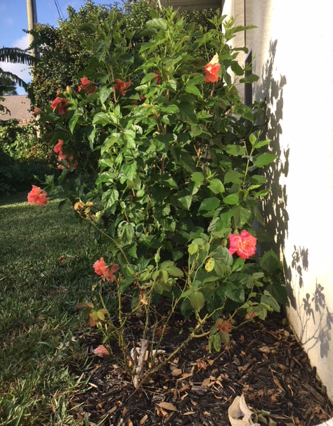 orange hibiscus plant and rose bush