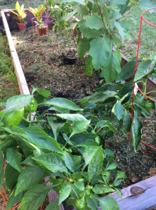 raised garden bed in fall