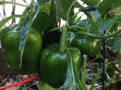October and November Vegetable Gardening in&nbsp;Florida