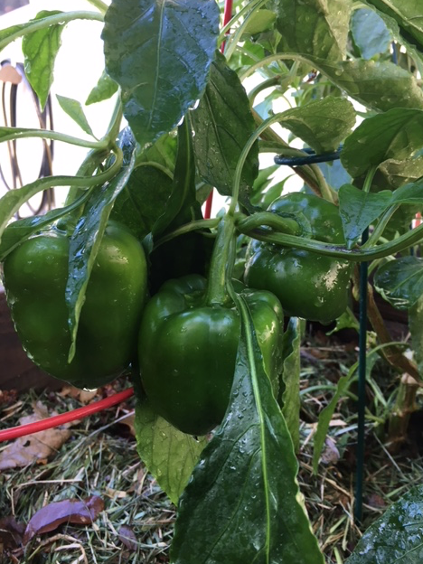 October and November Vegetable Gardening in&nbsp;Florida