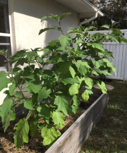 eggplant tall plant