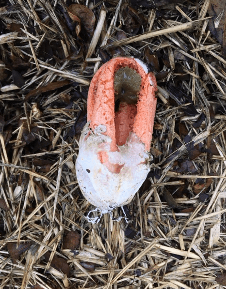 weird smelly fungus
