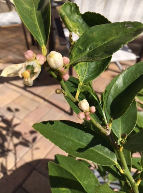Lime tree in December