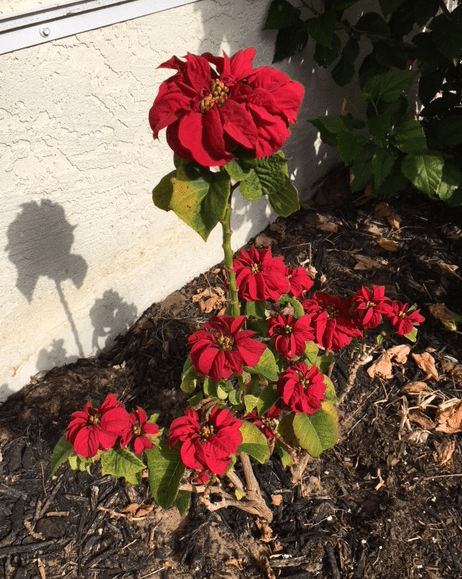 curly poinsettia in the ground