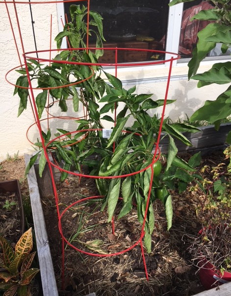 December garden pepper plant