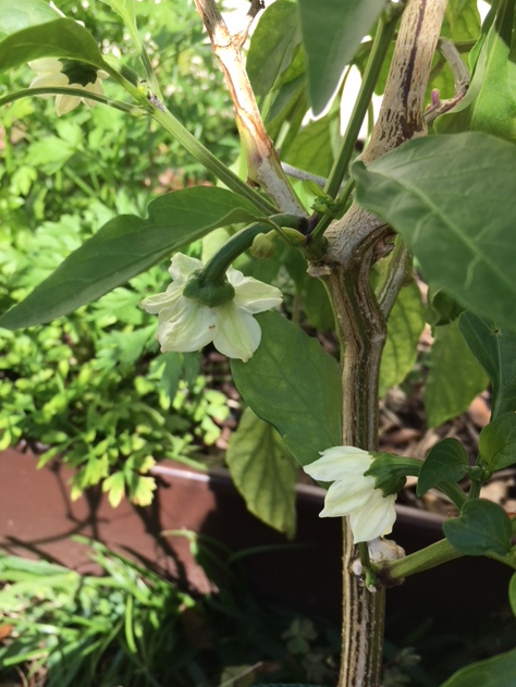 white buds on pepper plant
