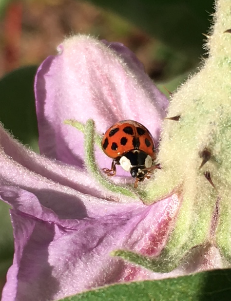 ladybug macro