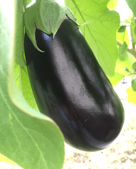 Eggplant growing