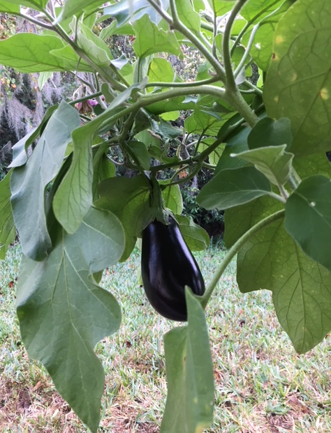 eggplant on the plant