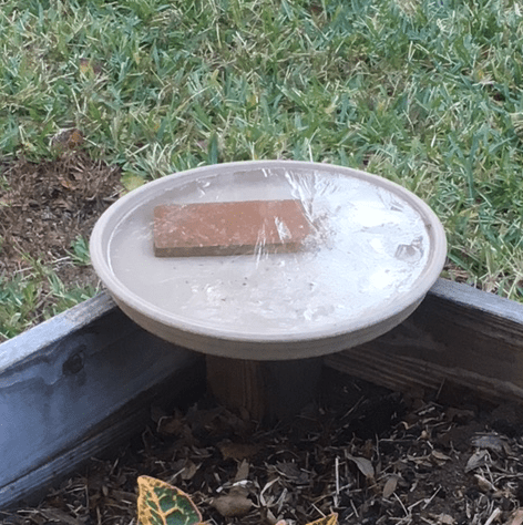 ice in birdbath
