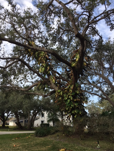 big leaves in oak tree turned brown