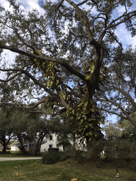 big leaves in oak tree turned brown