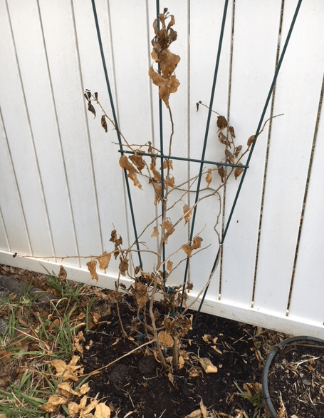 dead plant due to freeze