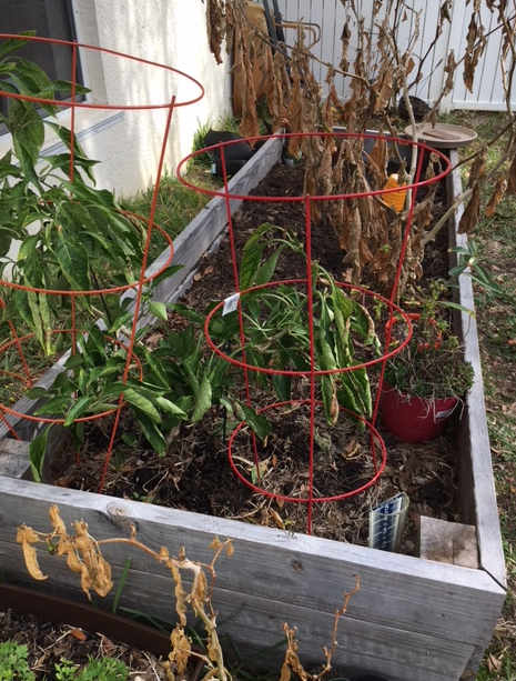 dead eggplant leaves after freeze