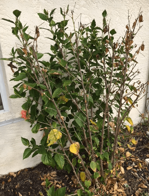 Hibiscus front part dead