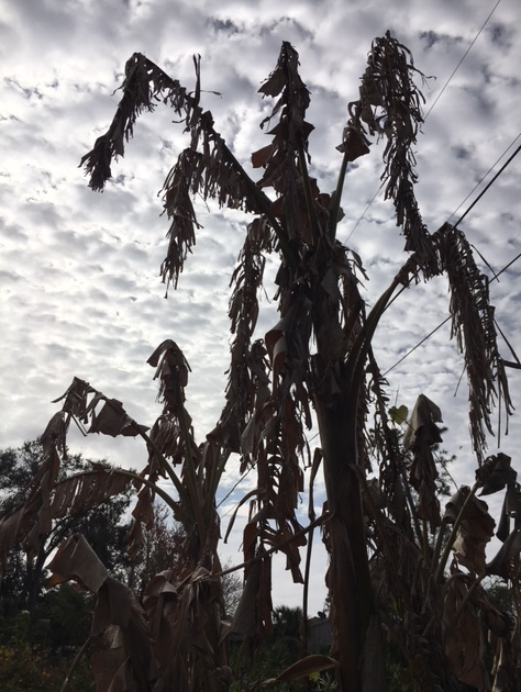 dying banana trees after freeze