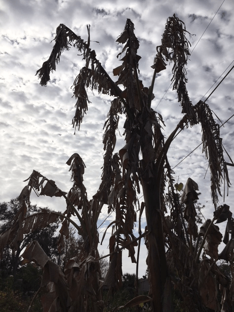 dying banana trees after freeze