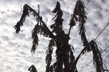 dead brown leaves plants after freeze