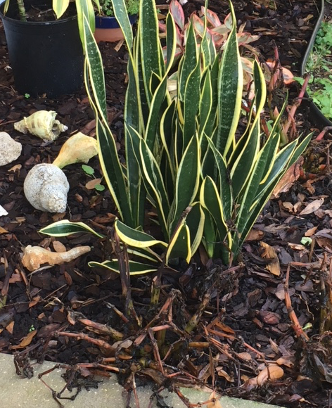 Screen Shot 2018-01-29 at 9.59.19 AM