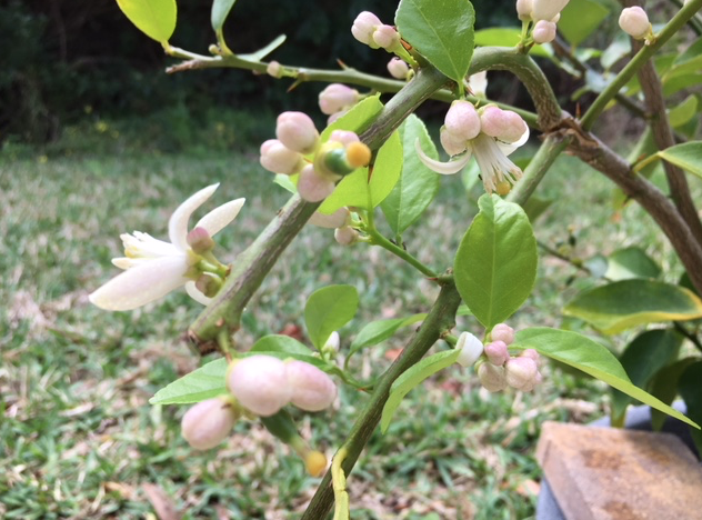 lime tree flowers