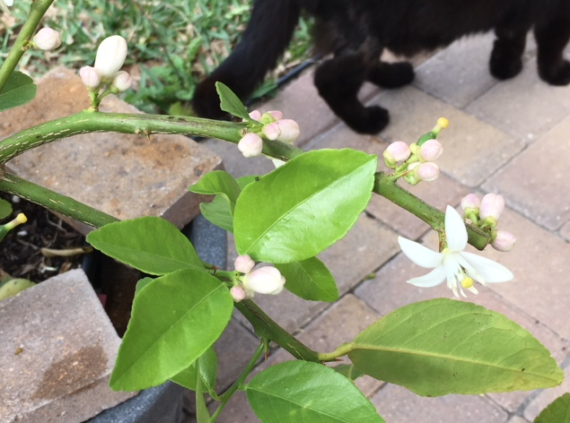 lime tree branch with buds and flowers