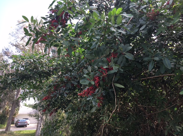 Dahoon holly tree with red berries