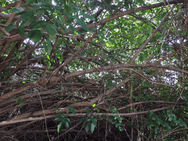branches, thicket underbrush