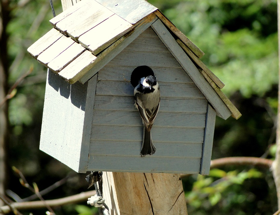 chickadee in birdhouse