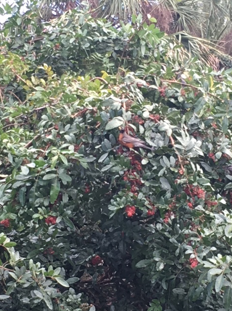 Robin on branch of a Dahoon holly tree