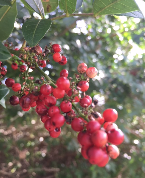 red berries of Brazilian pepper