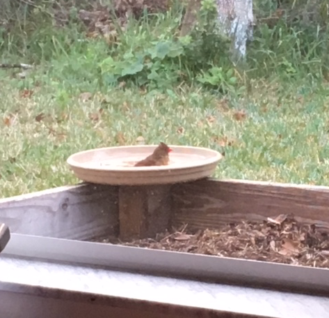 bird bath with cardinal