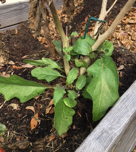 gardening in February
