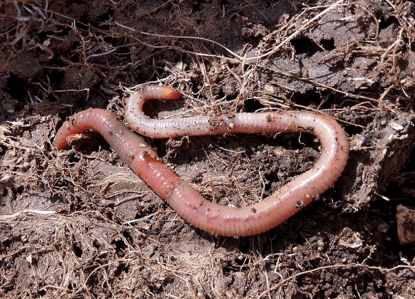 earthworm
