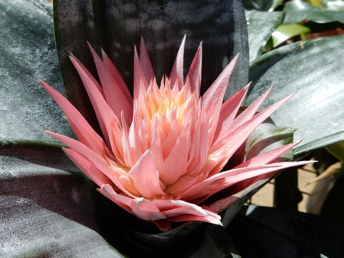 Pictures of Bromeliads