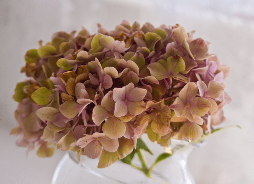 hydrangea flower
