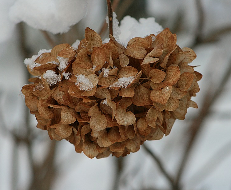 dried hydrangea flower