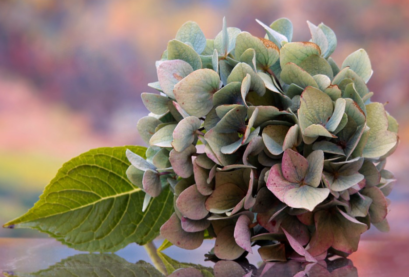 old hydrangea flower