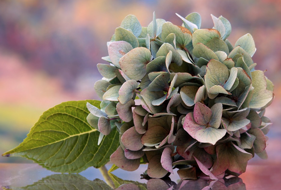 Hydrangeas Fading Blooms Are&nbsp;Beautiful