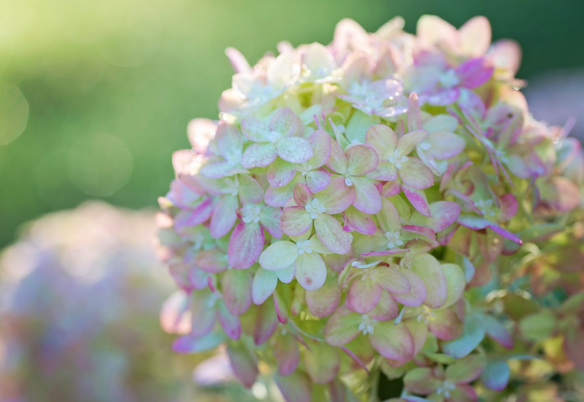 hydrangea