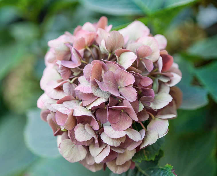 pink hydrangea flower