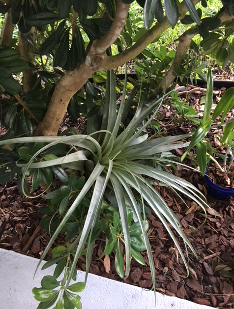 split leaf philodendron indoor plant Philodendron 'Split Leaf'  Pooler Plant Pick-Up Station