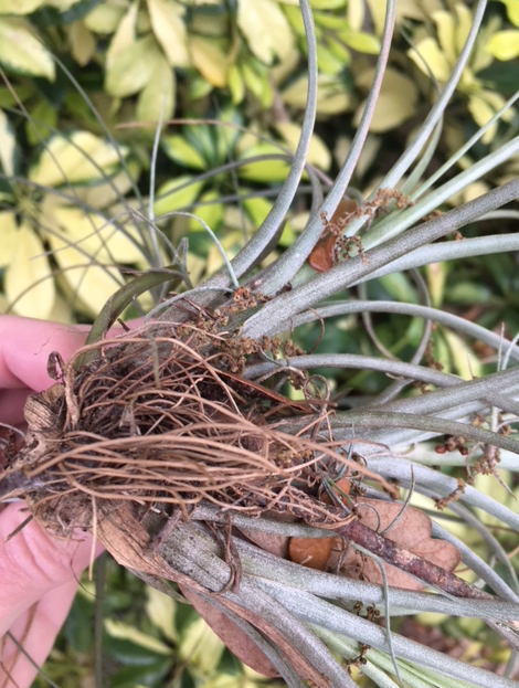 roots of air plant