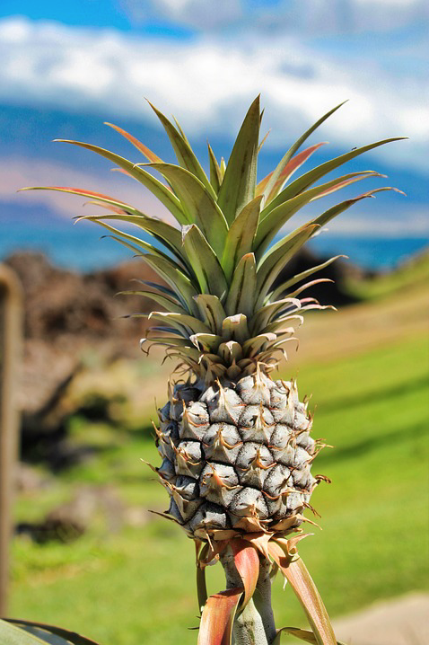 pineapple bromeliad