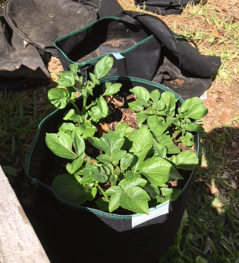 Potatoes growing in fabric pot