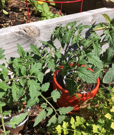 tomato plants