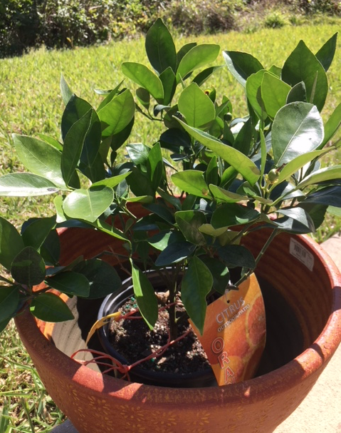 little navel orange tree in pot
